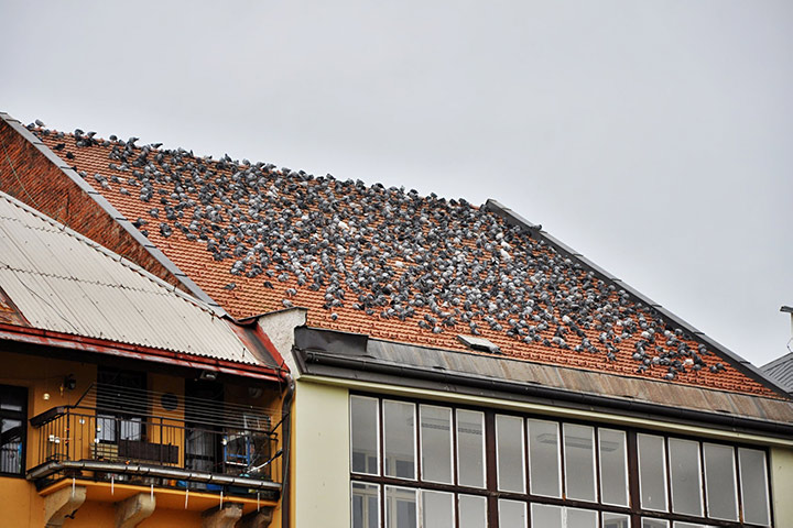 A2B Pest Control are able to install spikes to deter birds from roofs in Ross On Wye. 