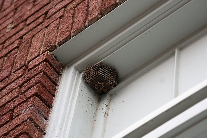 We provide a wasp nest removal service for domestic and commercial properties in Ross On Wye.